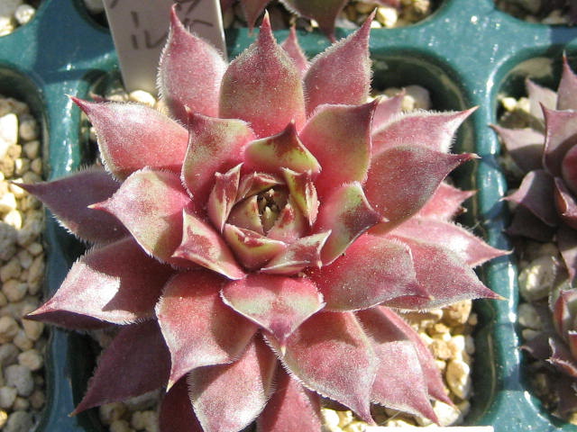 http://succulentsphoto.yu-yake.com/Semps/SempsC/calcareumPinkPearl.jpg