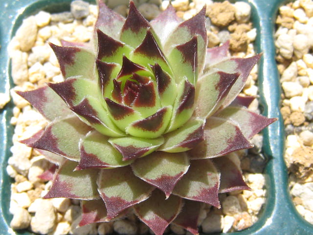 http://succulentsphoto.yu-yake.com/Semps/SempsC/calcareumdeColdeBleine.jpg