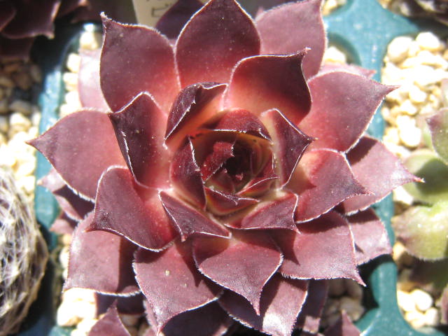 http://succulentsphoto.yu-yake.com/Semps/SempsC/cantabricumsspurbionense.jpg