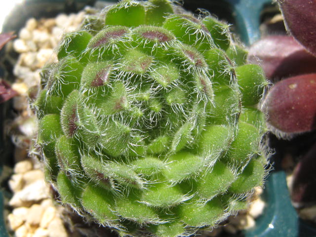 http://succulentsphoto.yu-yake.com/Semps/SempsC/ciliosum.jpg