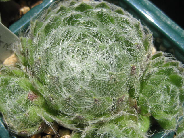 http://succulentsphoto.yu-yake.com/Semps/SempsC/ciliosumvarborisii.jpg