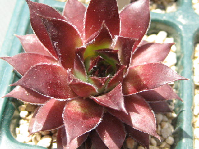 http://succulentsphoto.yu-yake.com/Semps/SempsD/DS2.jpg