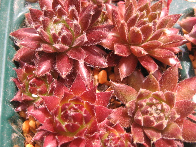 http://succulentsphoto.yu-yake.com/Semps/SempsD/Darjeeling.jpg
