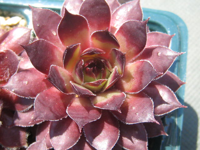 http://succulentsphoto.yu-yake.com/Semps/SempsE/EmeraldHeart.jpg