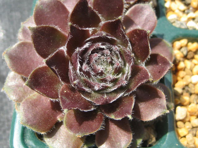 http://succulentsphoto.yu-yake.com/Semps/SempsE/Esthetique.jpg