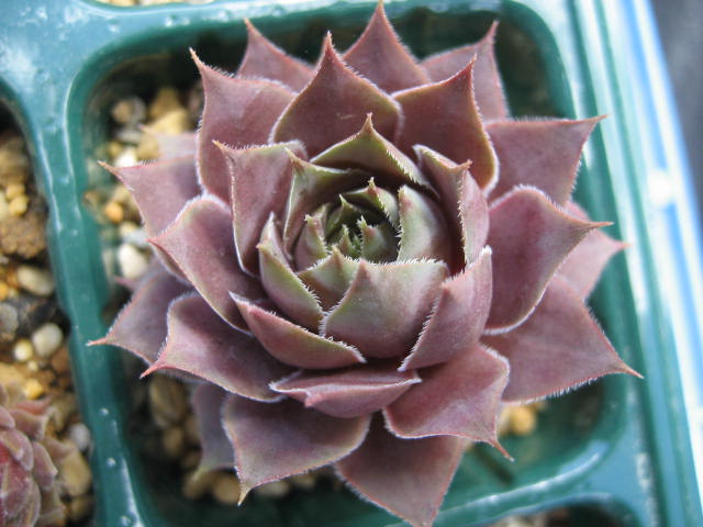 http://succulentsphoto.yu-yake.com/Semps/SempsG/Granat.jpg