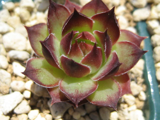 http://succulentsphoto.yu-yake.com/Semps/SempsK/Kibo.jpg