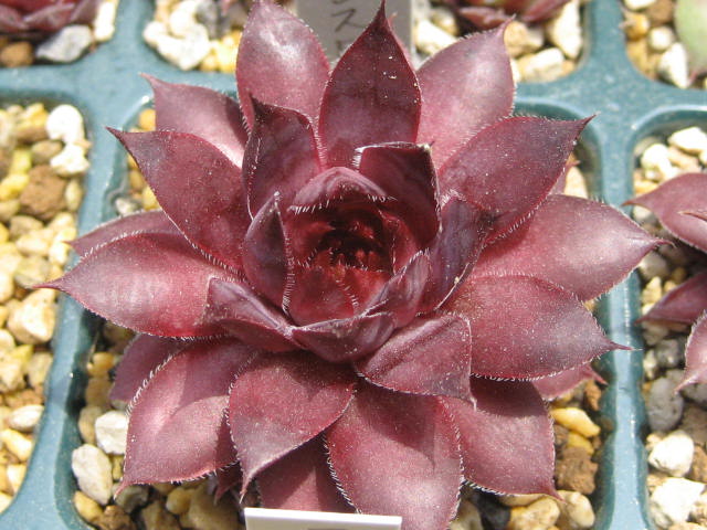 http://succulentsphoto.yu-yake.com/Semps/SempsL/Lancelot.jpg