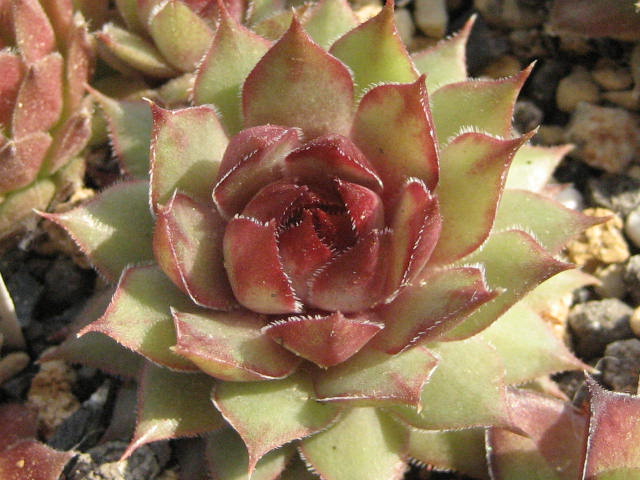 http://succulentsphoto.yu-yake.com/Semps/SempsL/Lilacqueen.jpg