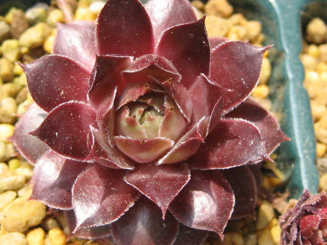 http://succulentsphoto.yu-yake.com/Semps/SempsM/MalbysHybrid.jpg