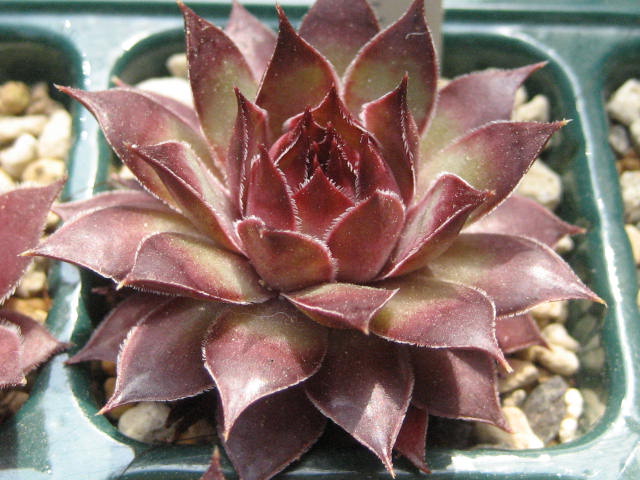 http://succulentsphoto.yu-yake.com/Semps/SempsM/Monases.jpg
