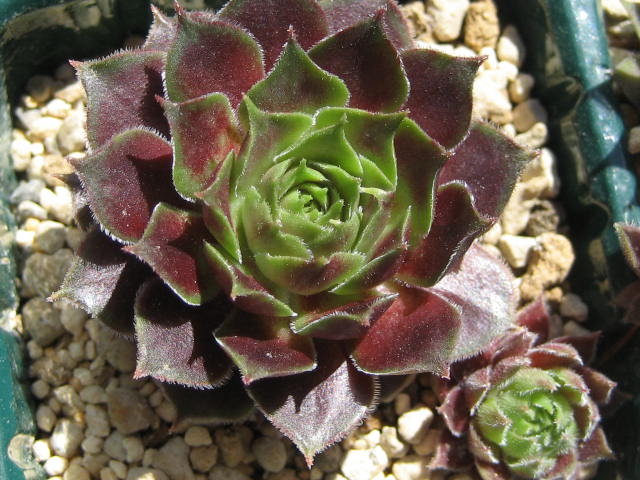 http://succulentsphoto.yu-yake.com/Semps/SempsM/marmoreumRubrifolium.jpg