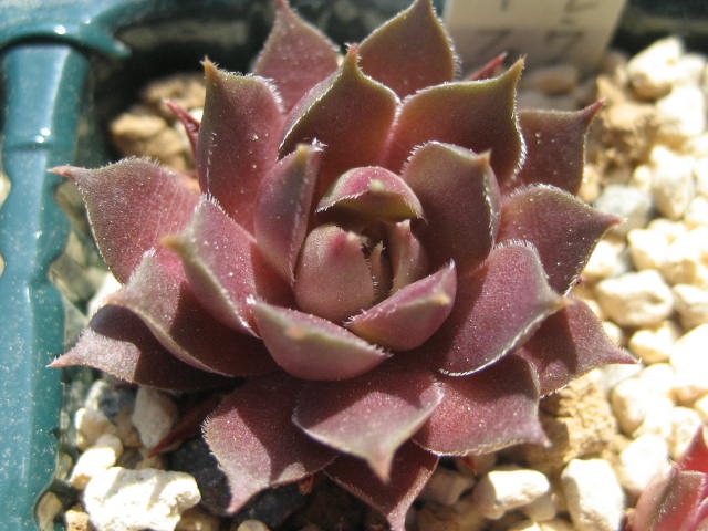 http://succulentsphoto.yu-yake.com/Semps/SempsM/marmoreumbrunneifolium.jpg