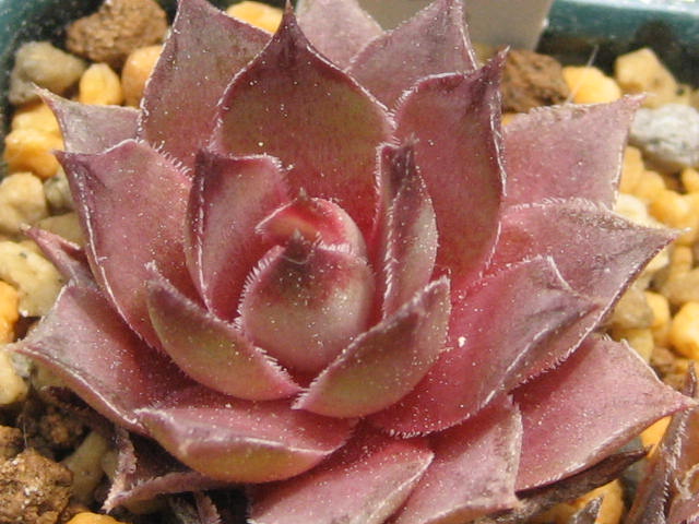 http://succulentsphoto.yu-yake.com/Semps/SempsN/Navajo.jpg