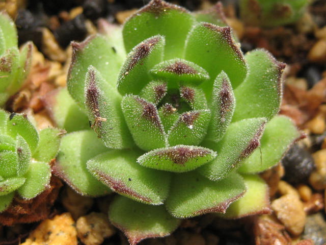 http://succulentsphoto.yu-yake.com/Semps/SempsOthers/160none.jpg