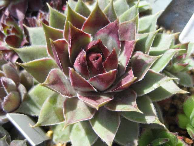 http://succulentsphoto.yu-yake.com/Semps/SempsOthers/175purudhi.jpg
