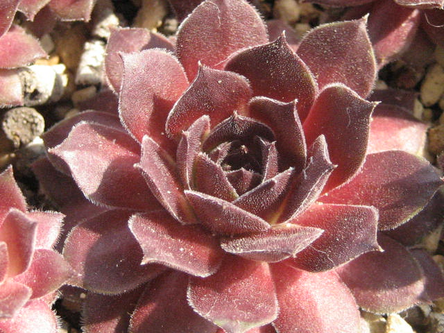 http://succulentsphoto.yu-yake.com/Semps/SempsOthers/177purohonisu.jpg