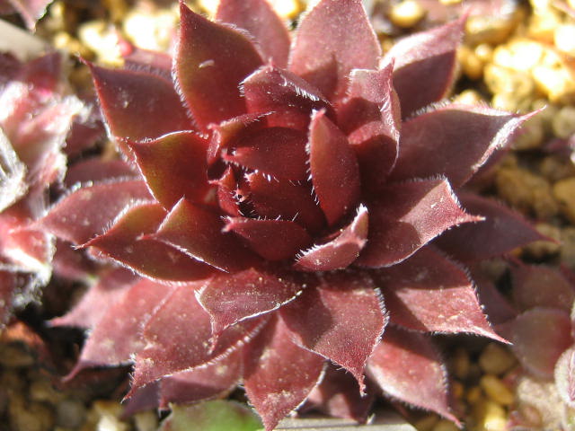 http://succulentsphoto.yu-yake.com/Semps/SempsOthers/182boared.jpg