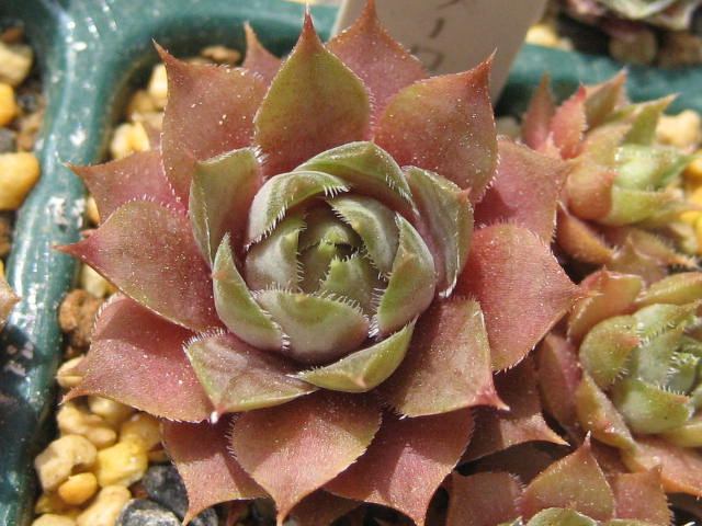 http://succulentsphoto.yu-yake.com/Semps/SempsOthers/186mizuriroze.jpg