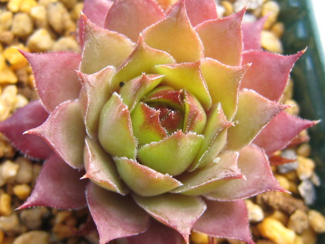 http://succulentsphoto.yu-yake.com/Semps/SempsOthers/208remongurin.jpg