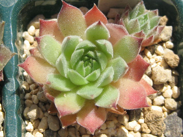 http://succulentsphoto.yu-yake.com/Semps/SempsOthers/415itionnagasa.JPG