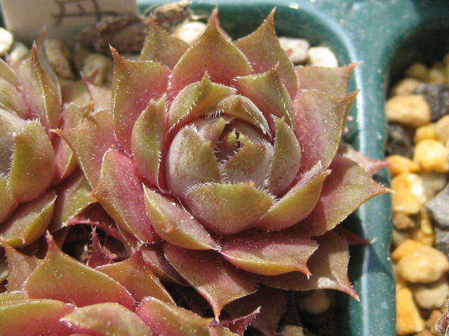 http://succulentsphoto.yu-yake.com/Semps/SempsOthers/417murasakibotan.jpg