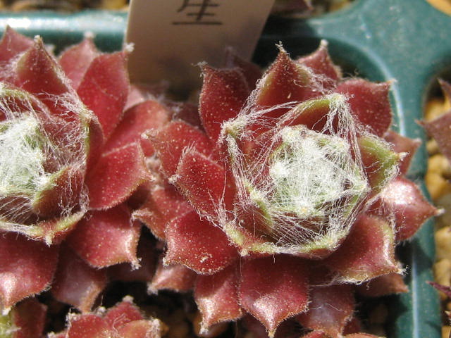 http://succulentsphoto.yu-yake.com/Semps/SempsOthers/427aioi.jpg