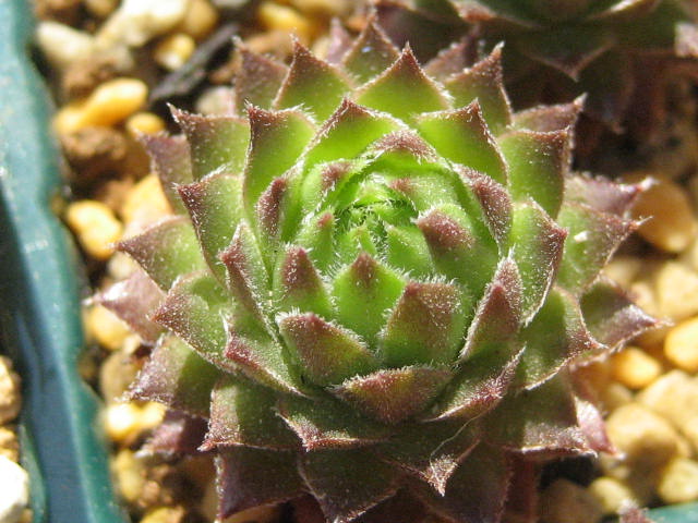 http://succulentsphoto.yu-yake.com/Semps/SempsOthers/438syouou.jpg