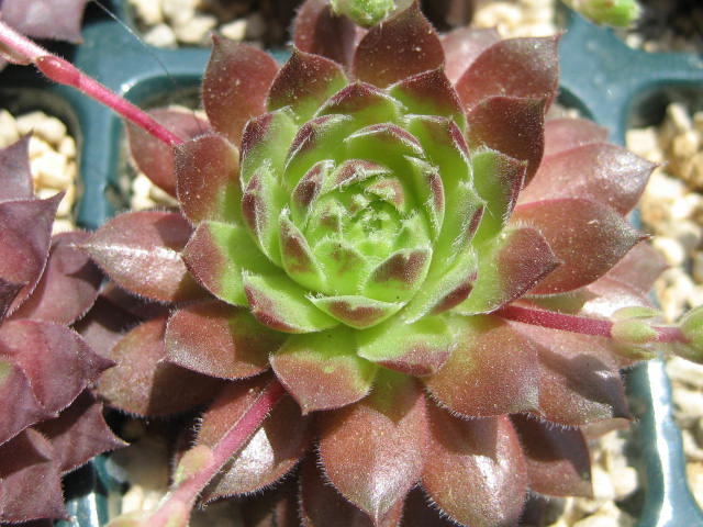 http://succulentsphoto.yu-yake.com/Semps/SempsP/PacificChuckles.jpg