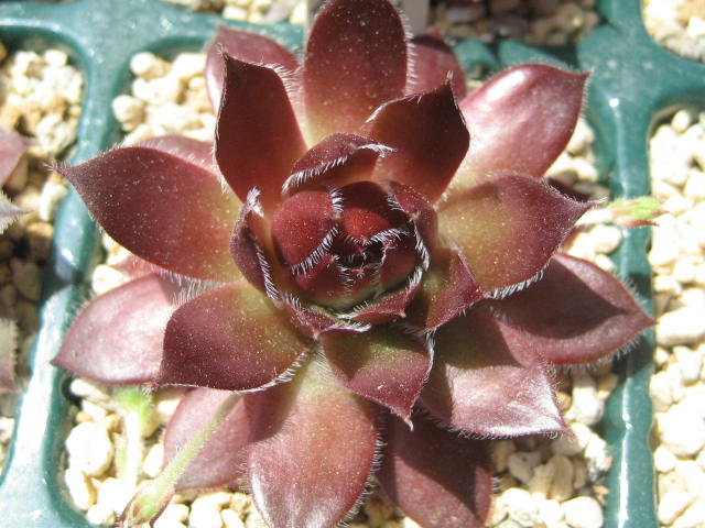 http://succulentsphoto.yu-yake.com/Semps/SempsP/PacificOpal.jpg