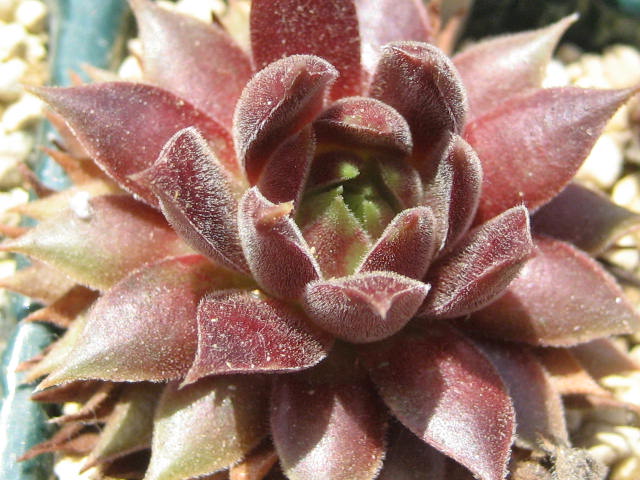 http://succulentsphoto.yu-yake.com/Semps/SempsP/PacificSonata.jpg