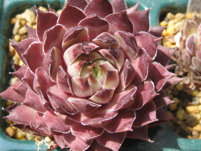 http://succulentsphoto.yu-yake.com/Semps/SempsP/Pallisander.jpg