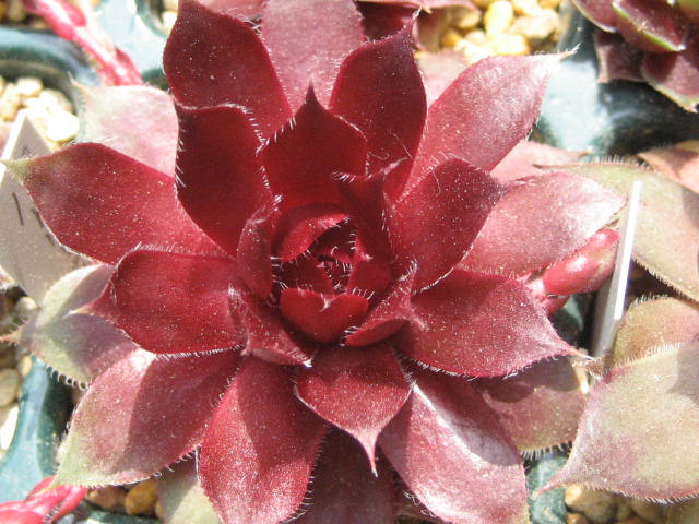 http://succulentsphoto.yu-yake.com/Semps/SempsP/Patrician.jpg