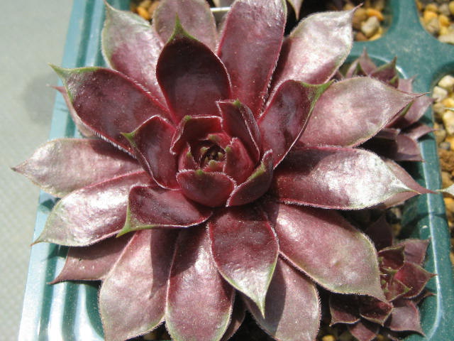 http://succulentsphoto.yu-yake.com/Semps/SempsP/Pingo.jpg