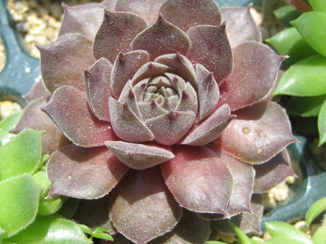 http://succulentsphoto.yu-yake.com/Semps/SempsP/PinkCharm.jpg