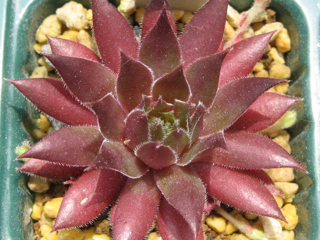 http://succulentsphoto.yu-yake.com/Semps/SempsP/Pinochio.jpg