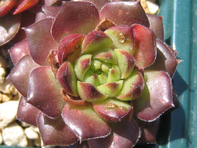 http://succulentsphoto.yu-yake.com/Semps/SempsP/Plastic.jpg