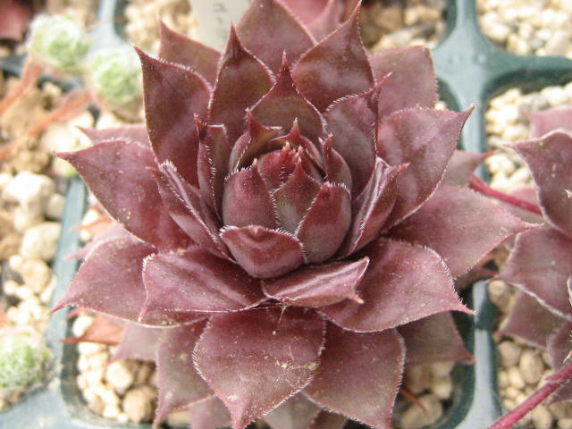 http://succulentsphoto.yu-yake.com/Semps/SempsP/PurpleBeauty.jpg