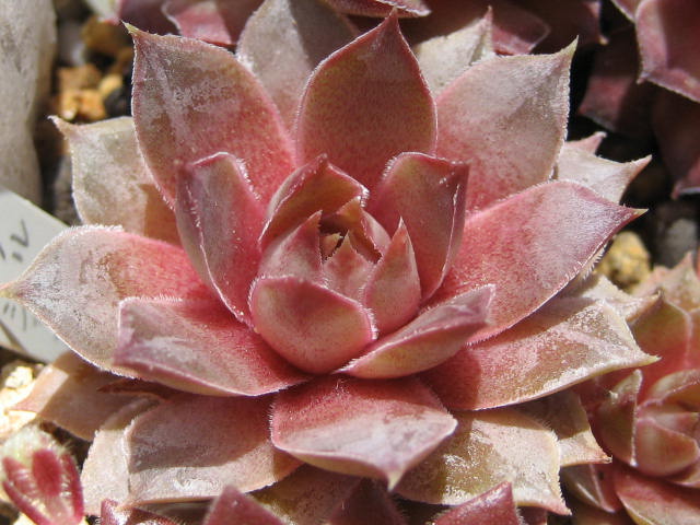 http://succulentsphoto.yu-yake.com/Semps/SempsP/PurplePassion.jpg