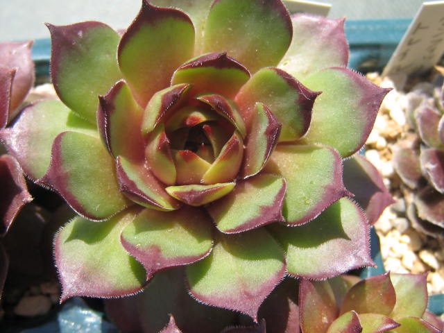 http://succulentsphoto.yu-yake.com/Semps/SempsQR/Rotund.jpg