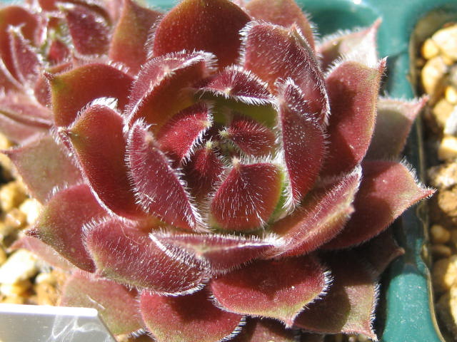 http://succulentsphoto.yu-yake.com/Semps/SempsQR/rhodanicum.jpg