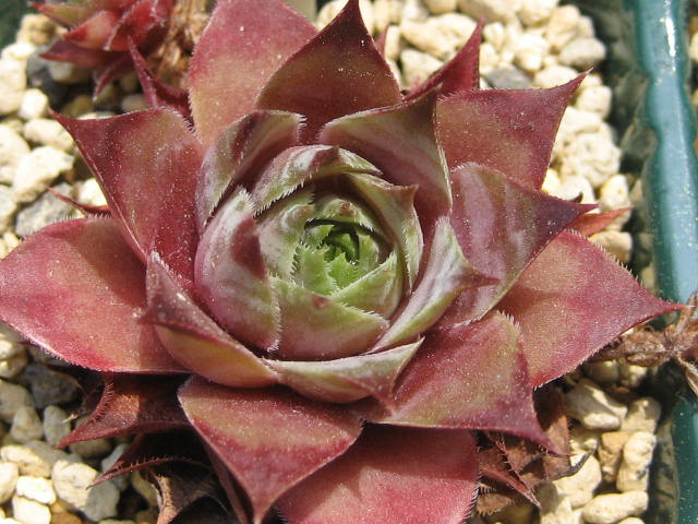 http://succulentsphoto.yu-yake.com/Semps/SempsS/Shawnee.jpg
