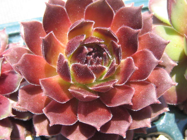 http://succulentsphoto.yu-yake.com/Semps/SempsS/Sioux.jpg
