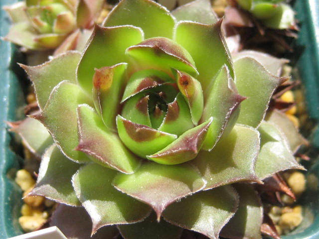 http://succulentsphoto.yu-yake.com/Semps/SempsS/Snowberger.jpg