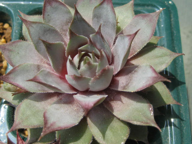 http://succulentsphoto.yu-yake.com/Semps/SempsT/Thayne.jpg