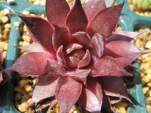 http://succulentsphoto.yu-yake.com/Semps/SempsT/tectorumAtropurpureum.jpg