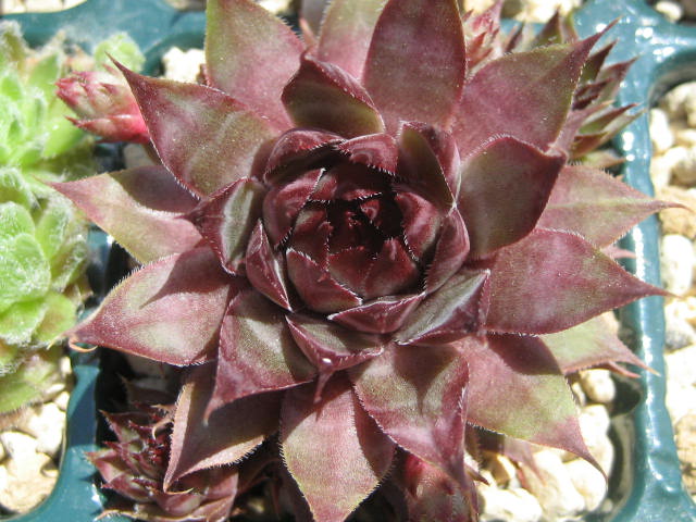 http://succulentsphoto.yu-yake.com/Semps/SempsT/tectorumTriste.jpg