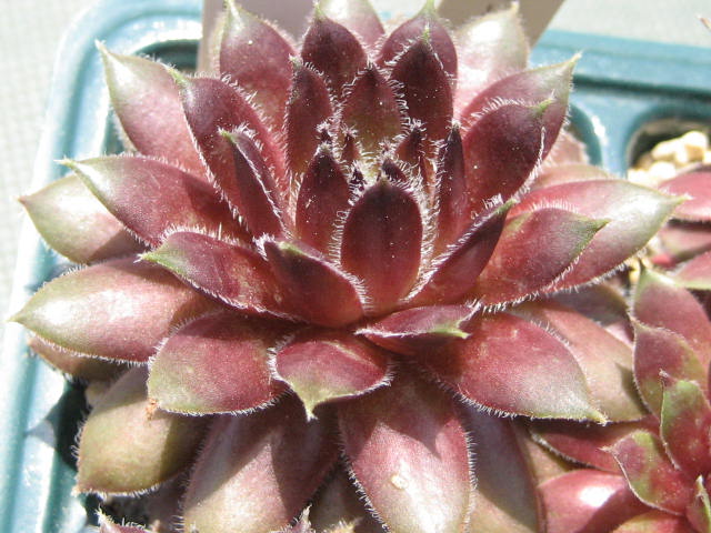http://succulentsphoto.yu-yake.com/Semps/SempsUV/Ursuline.jpg